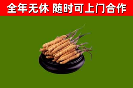 爱辉回收散虫草